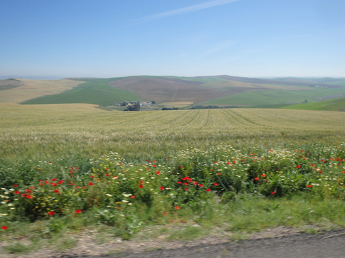 The flowers of Andalucia.